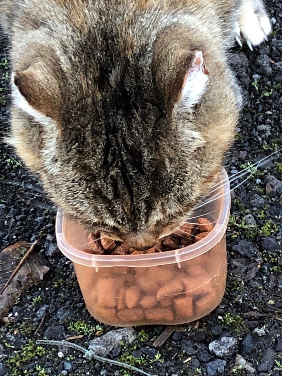 (Janet)
Last week I told you that Auntie Rachel came to tidy up the Memorial Garden and I was getting used to seeing her.
I hoped that she might bring some Dreamies next time.
She came yesterday and look what she brought for me!
I wasn't supposed to help myself but I took a