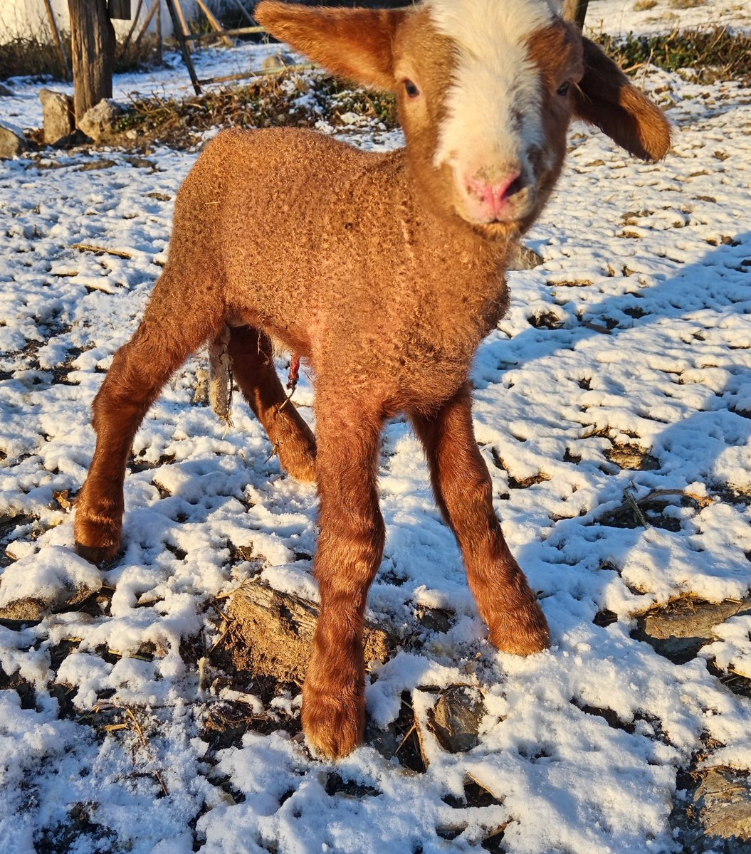 I la vida neix, per seguir desafiant rufades i maltempsades i un model agroalimentari que ens voldria veure reconvertits en cambrers o en mones feriantes de tertúlia.
Ni treva, ni rendició! 
#SomPagesiaDeMuntanya
#SomLaResistència
#TradicionalismeOBarbàrie 
#EndavantLesAtxes