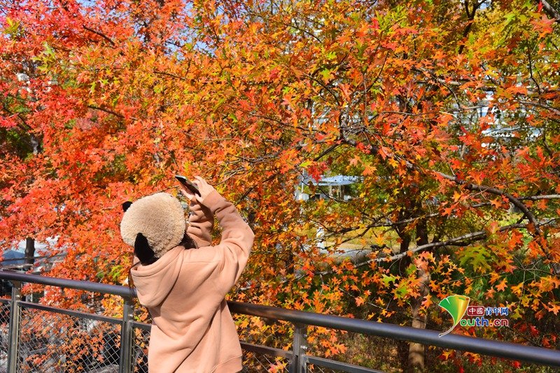 YouthChina's tweet photo. On November 25, 2025, in #Hangzhou, the sports park basked in brilliant #sunshine, with red #mapletrees glowing like fire, attracting numerous citizens and tourists who came to enjoy the scenery and take photographs. #ChinaTravel https://t.co/xx7ynECkei