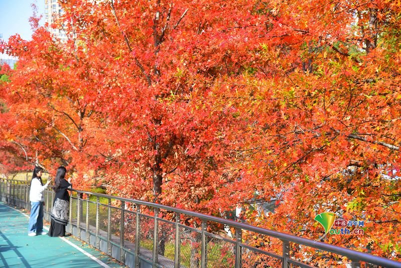 YouthChina's tweet photo. On November 25, 2025, in #Hangzhou, the sports park basked in brilliant #sunshine, with red #mapletrees glowing like fire, attracting numerous citizens and tourists who came to enjoy the scenery and take photographs. #ChinaTravel https://t.co/xx7ynECkei