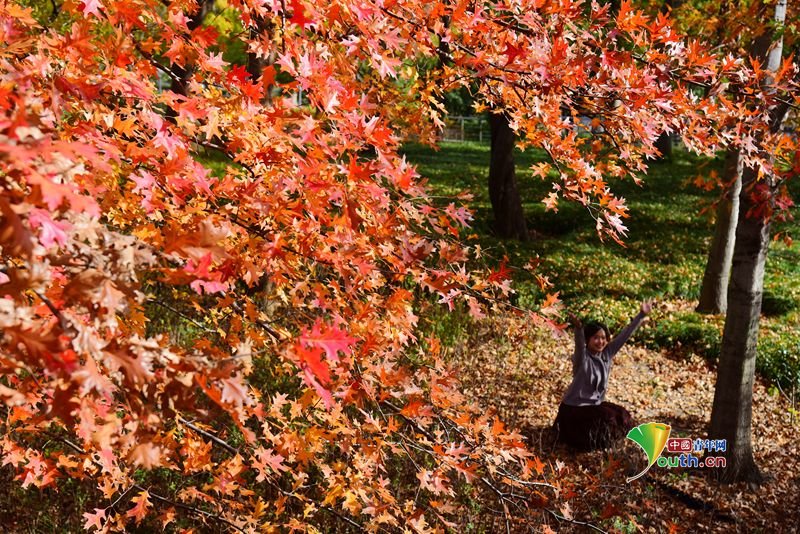 YouthChina's tweet photo. On November 25, 2025, in #Hangzhou, the sports park basked in brilliant #sunshine, with red #mapletrees glowing like fire, attracting numerous citizens and tourists who came to enjoy the scenery and take photographs. #ChinaTravel https://t.co/xx7ynECkei