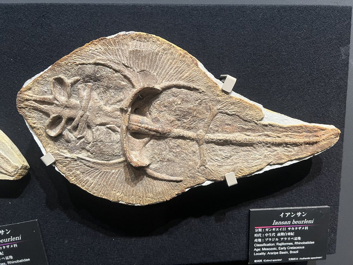 標本調査＠城西大学大石化石ギャラリー とんでもない魚類化石だらけ！