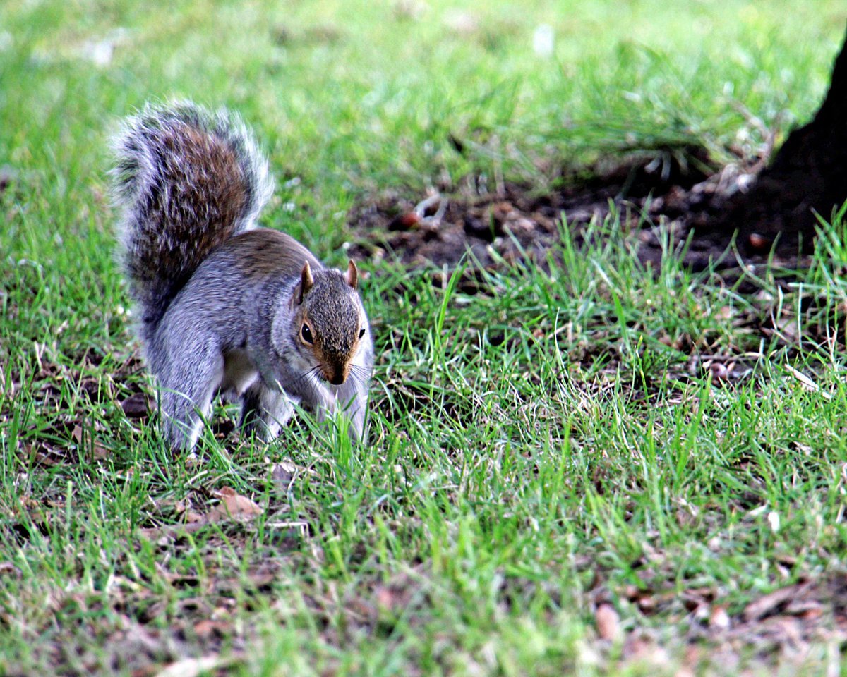Whatadapperchap's tweet image. Good morning, squires. Get digging, it&apos;s time to bury another day.

📷Pembroke Gardens
🇬🇧 Portsmouth