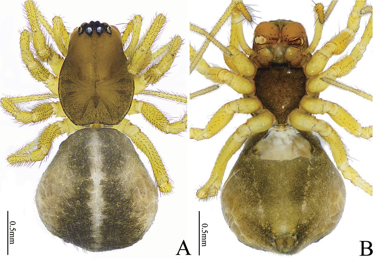 ZooKeys_Journal's tweet image. Four new species of the sheet web spider family Linyphiidae are described from China's Hunan Province. Read more about them here: doi.org/10.3897/zookey…

#spiders #taxonomy #newspecies