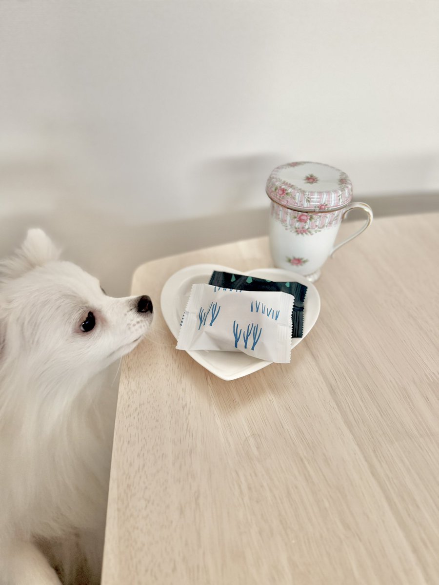 jeshiko_study's tweet image. ティーブレイククエストを発動🫖✨
大好きなお紅茶の香りで
メンタル小回復、
お取り寄せスイーツで
集中力に＋1バフ🫶🏻

しらたま監督は
“見守りパッシブ”で癒し効果を付与🐾💕

このあと、勉強クエストへ再突入📚⚔️

#RestartQuest #社労士勉強中