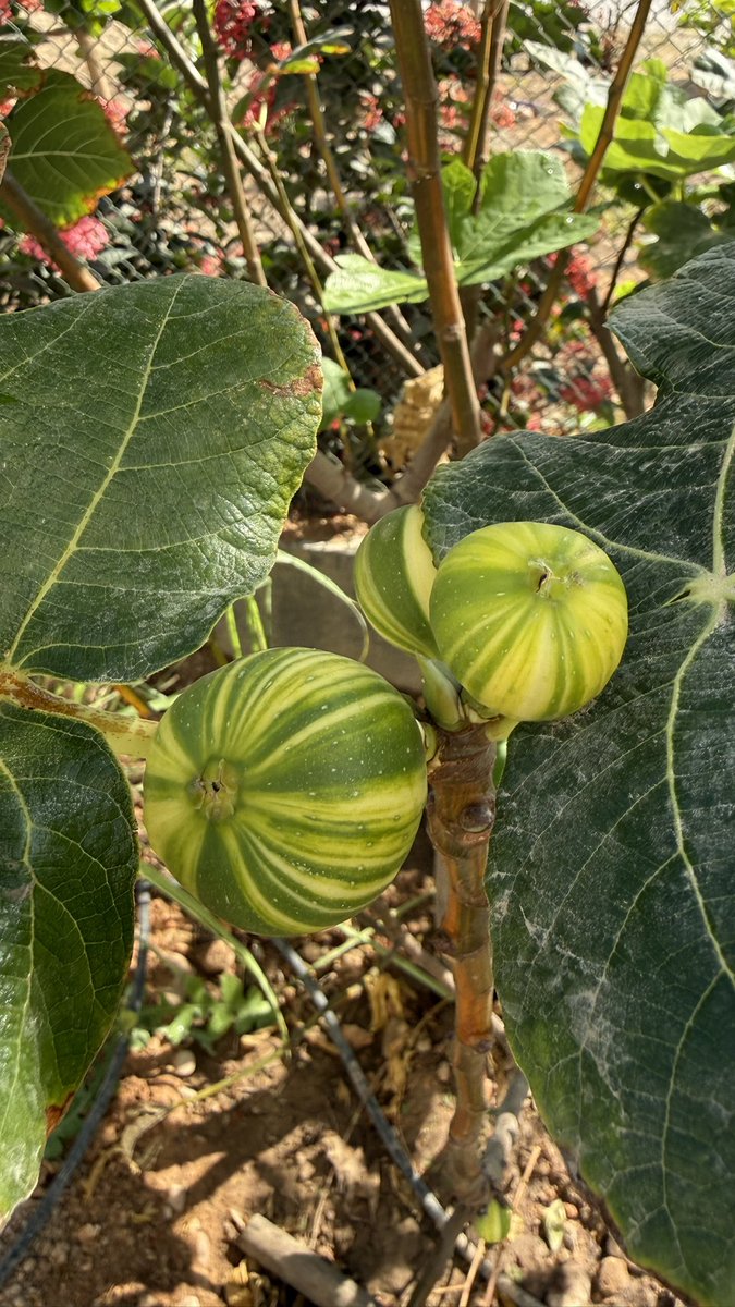 عن أنس بن مالك قال
قال رسول الله ﷺ
ما من مسلمٍ يغرس غرسًا أو يزرع زرعًا
فيأكل منه طيرٌ أو إنسانٌ أو بهيمة
     إلا كان له به صدقةٌ✨

تين سوكورو بلاك &amp; تين دالماتيا الكرواتي
تين كول دي دام بلانك &amp; تين تايجر
زهرة برتقال سالوستيانا &amp; ازهار ليمون بن زهير
#صباح_الخير #سلطنة_عمان 🪴