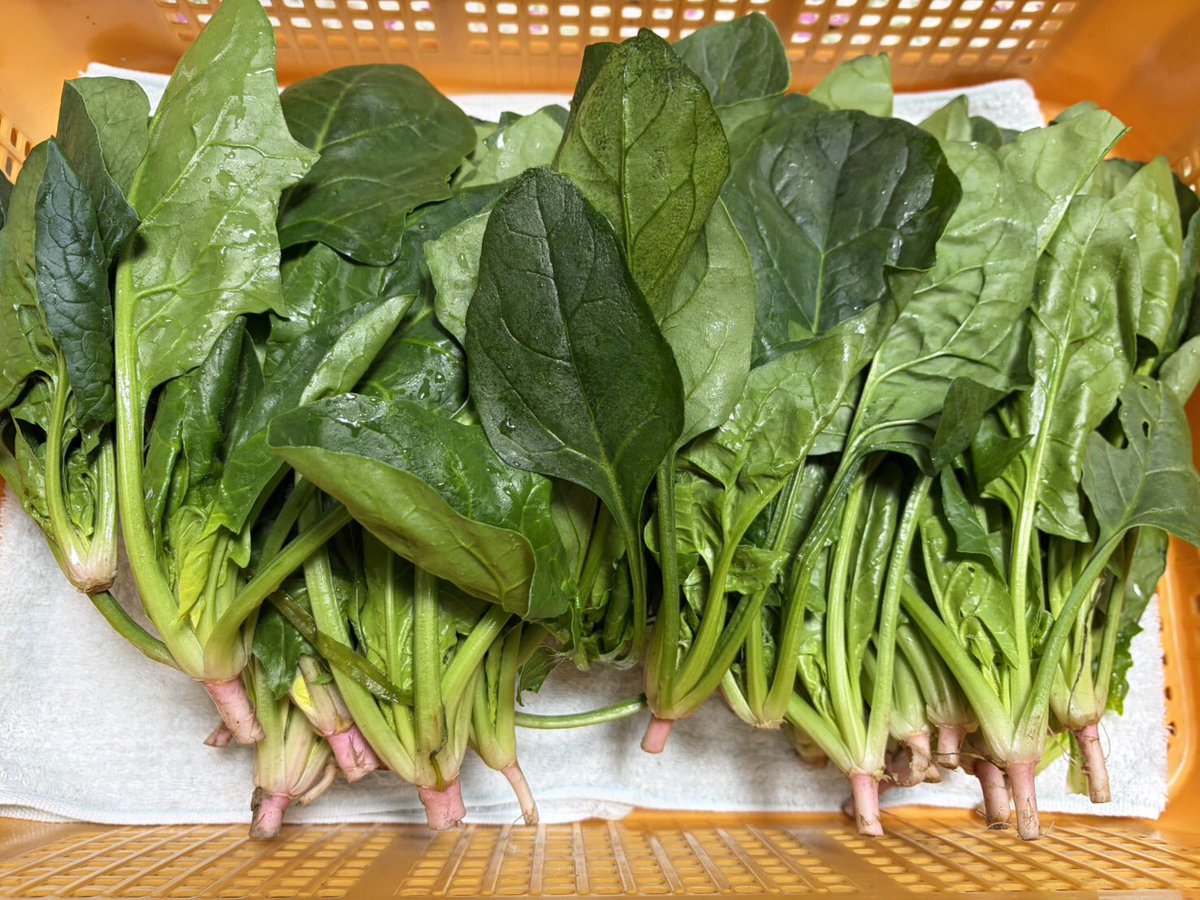 FJcATkTpnNAWGlw's tweet image. みなさまこんばんは🌆
今日もお疲れ様でした😊

素敵な夜をお過ごしくださいね☆

寒い日にいい風呂の日とのことあたたまってくださいね♨️