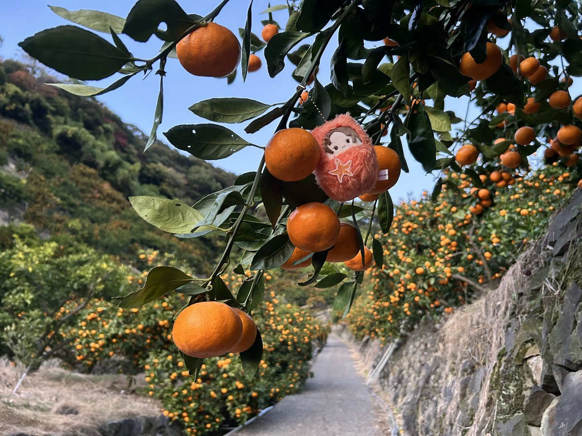 みかん畑ですわ〜🍊