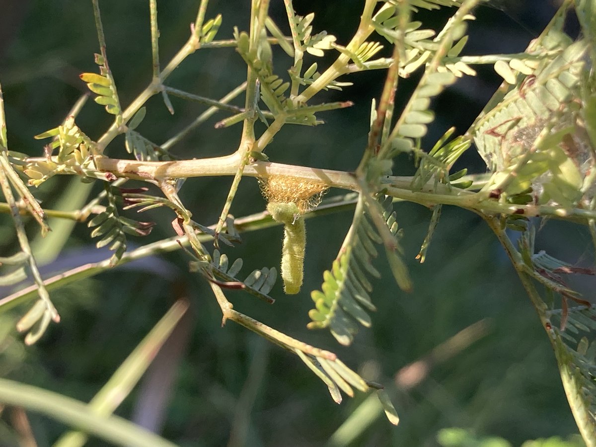 itozu_zoo's tweet image. 【小繭蜂？】
事切れたイモムシと寄生蜂の繭。
コマユバチ？
たくさんの小さな繭がついた写真は見たことあるけど１つっていうのは初めて。
#到津の森公園 #itozuzoo #動物園 #zoo #コマユバチ