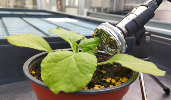 UPV's tweet image. 🪴 Podem escoltar i entendre les plantes?

🌱 Personal investigador de l&apos; @IBMCP (@UPV - @CSICval) presenta un projecte sobre l&apos;emissió d&apos;ultrasons de les plantes i la intel·ligència vegetal, a la Casa Encendida de Madrid ➡️ tinyurl.com/bdzkkd55
