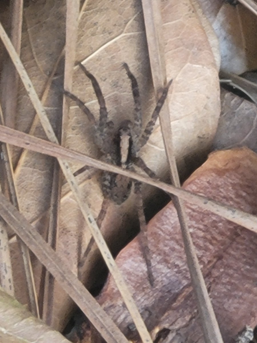 TeaBoneXD's tweet photo. Found this little spider and about 100 more like it in my yard of my brand new home, dose anyone know if this spider is dangerous? It's small but sometimes small spiders can be venomous, they are all in the leaves and don't have webs, just running around on the ground. https://t.co/Fx6VsgnLLg
