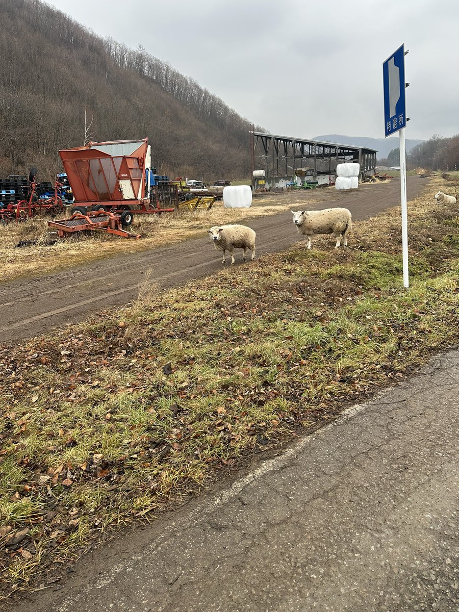 dpsuki's tweet image. 農道走ってたら秋山くんに会いましたwww