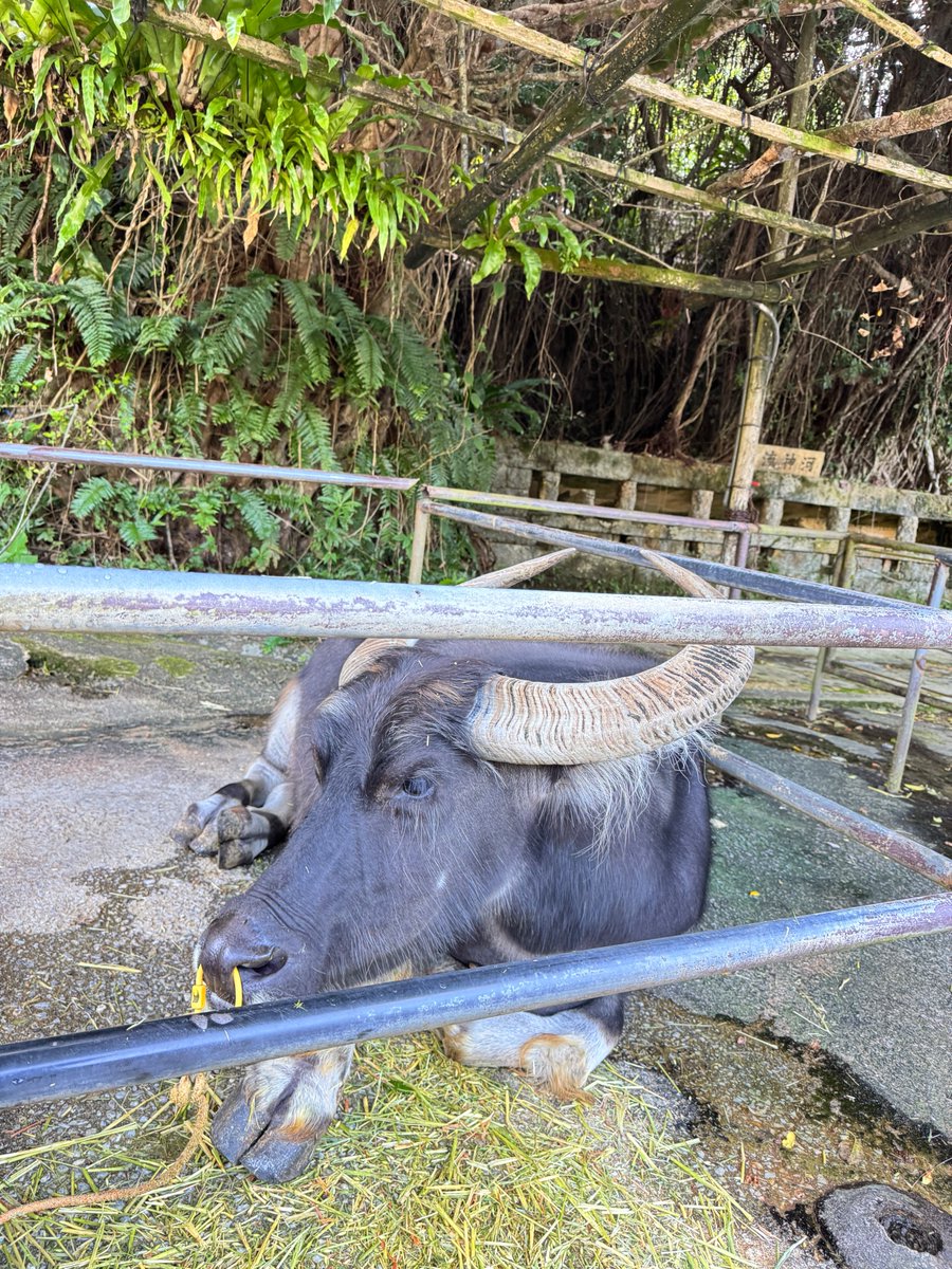 kijimuna_ryukyu's tweet image. こんにちは＾＾沖縄の琉球村です🌺

モー🐮こんな時間！
沖縄も日が落ちるのが早くなってきましたね🌇

お帰りの運転には
どうぞお気をつけてくださいね٩( ‘ω’ )و🚗✨