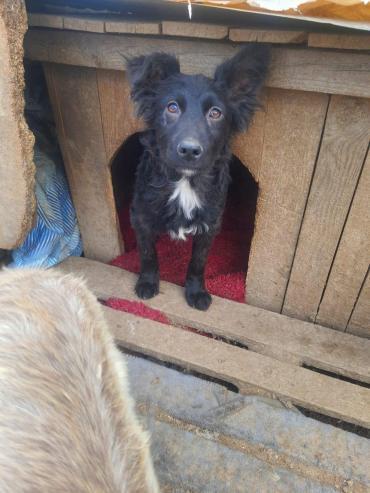 tiervermittler's tweet image. Fluffy der liebevolle Junghund (Hund): [Hund: Mischling , 1 Jahr]
Fluffy ist ein kleiner, fröhlicher Junghund, der derzeit im Tierschutz auf ein liebevolles Zuhause wartet. Mit seinem weichen Fell und den großen, neugierigen Augen erobert er jedes Herz… dlvr.it/TPT6KH