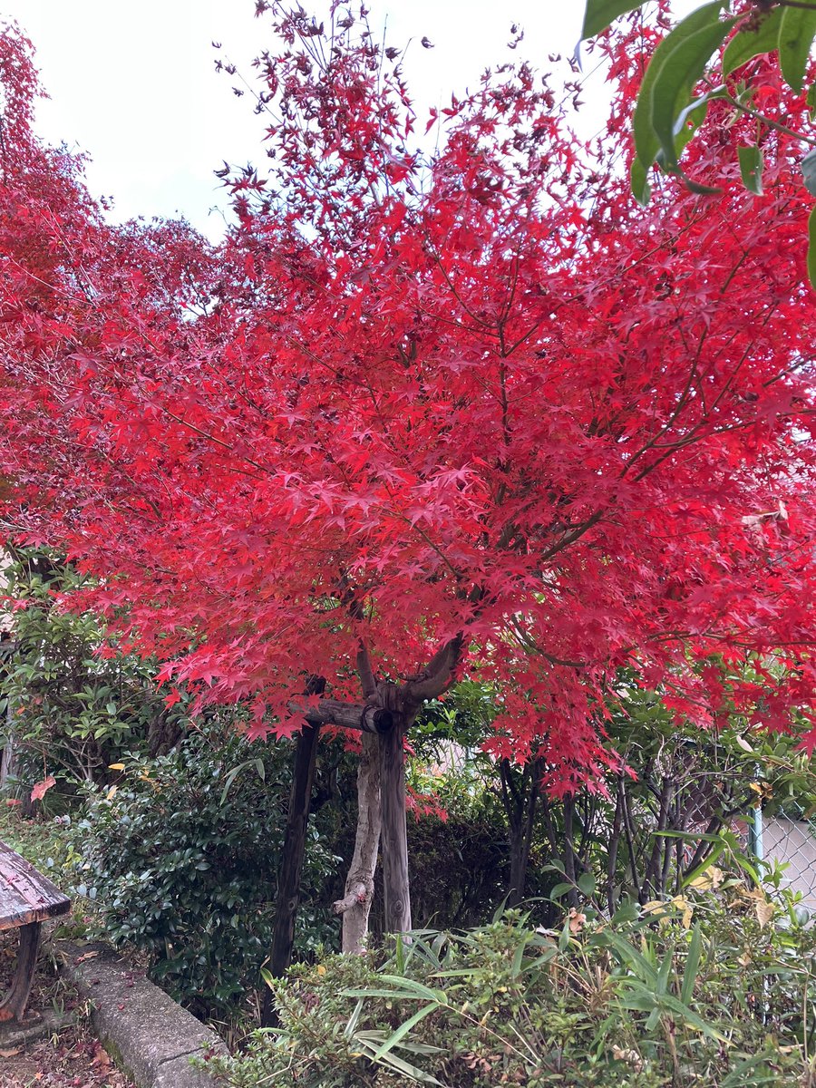 ぎんちゃんのママ (@gintyannomama) / Posts / X