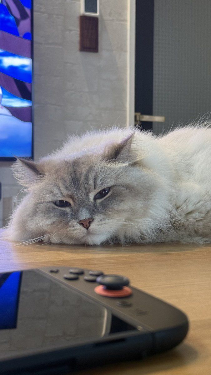 ねことニンゲン (@nekotoningen22) on Twitter photo 