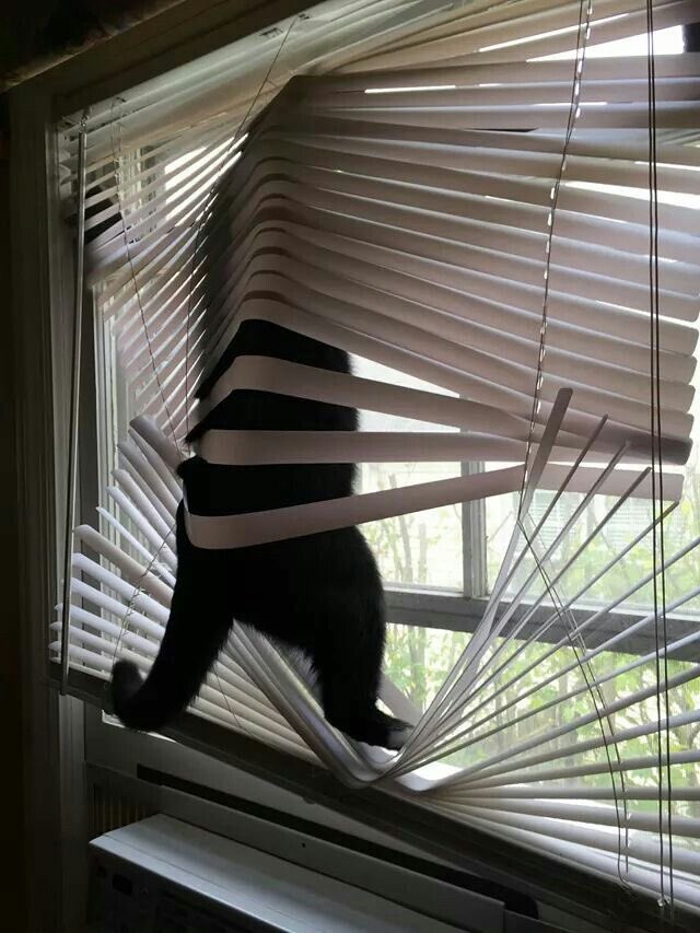 NoCatsNoLife_m's tweet image. 