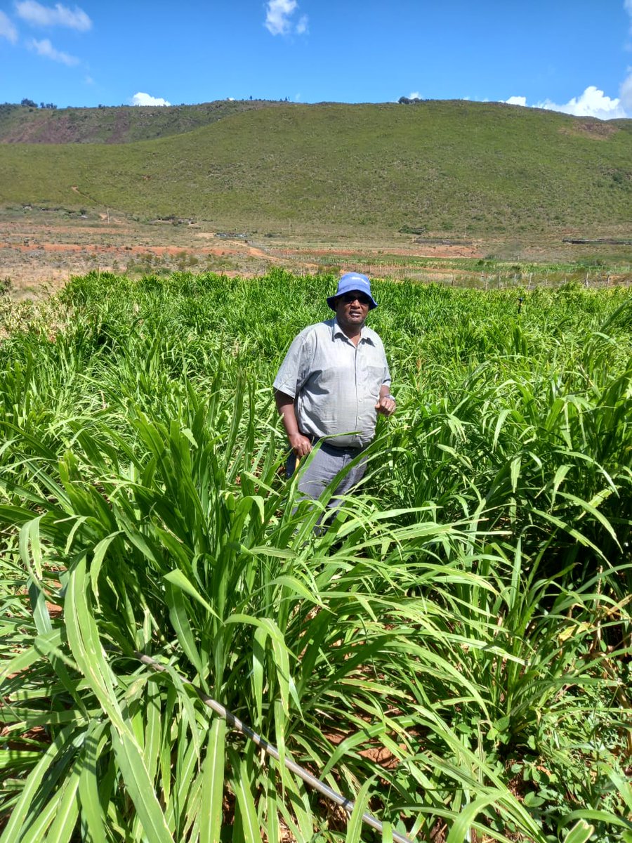 JuncaoGrass's tweet image. Mr Francis is a farmer of Chinese magic grass Juncao in dry Ndeia, Kiambu County on one acre of land. He has seen increased #milkproduction after feeding them with #Juncao and plans to add two more acres.
Rage 
@kenaff_farmers @CS_MoALD
#fodder #livestockfarming #dairyfarming
