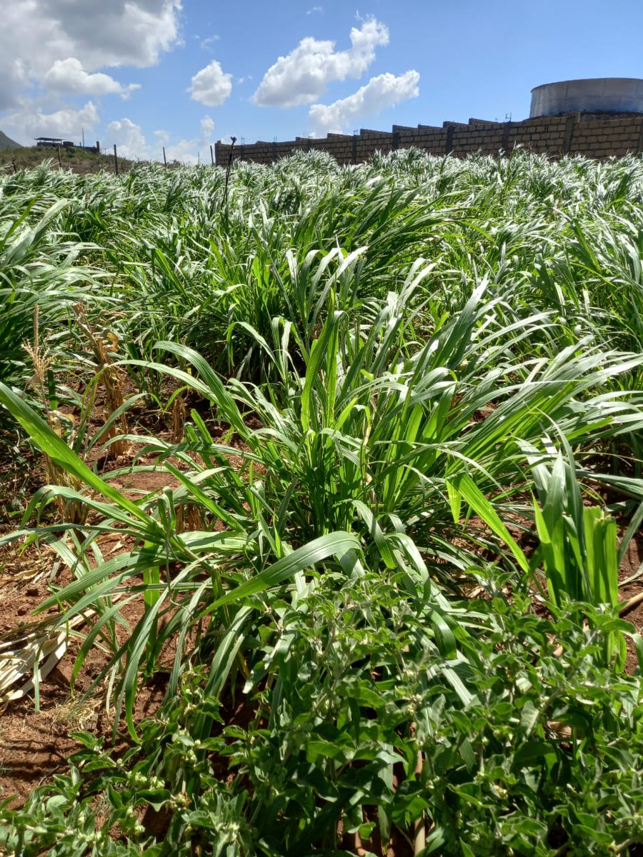 JuncaoGrass's tweet image. Mr Francis is a farmer of Chinese magic grass Juncao in dry Ndeia, Kiambu County on one acre of land. He has seen increased #milkproduction after feeding them with #Juncao and plans to add two more acres.
Rage 
@kenaff_farmers @CS_MoALD
#fodder #livestockfarming #dairyfarming
