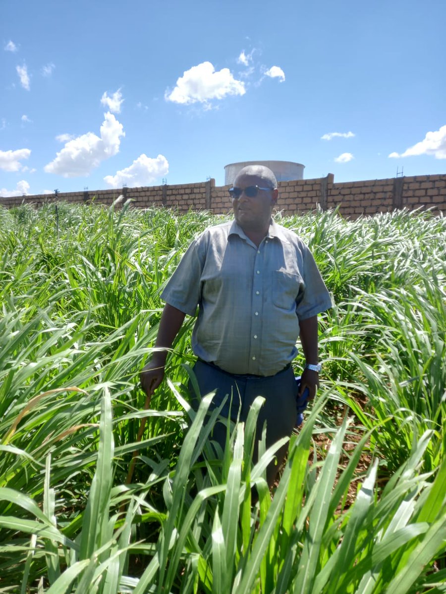 JuncaoGrass's tweet image. Mr Francis is a farmer of Chinese magic grass Juncao in dry Ndeia, Kiambu County on one acre of land. He has seen increased #milkproduction after feeding them with #Juncao and plans to add two more acres.
Rage 
@kenaff_farmers @CS_MoALD
#fodder #livestockfarming #dairyfarming
