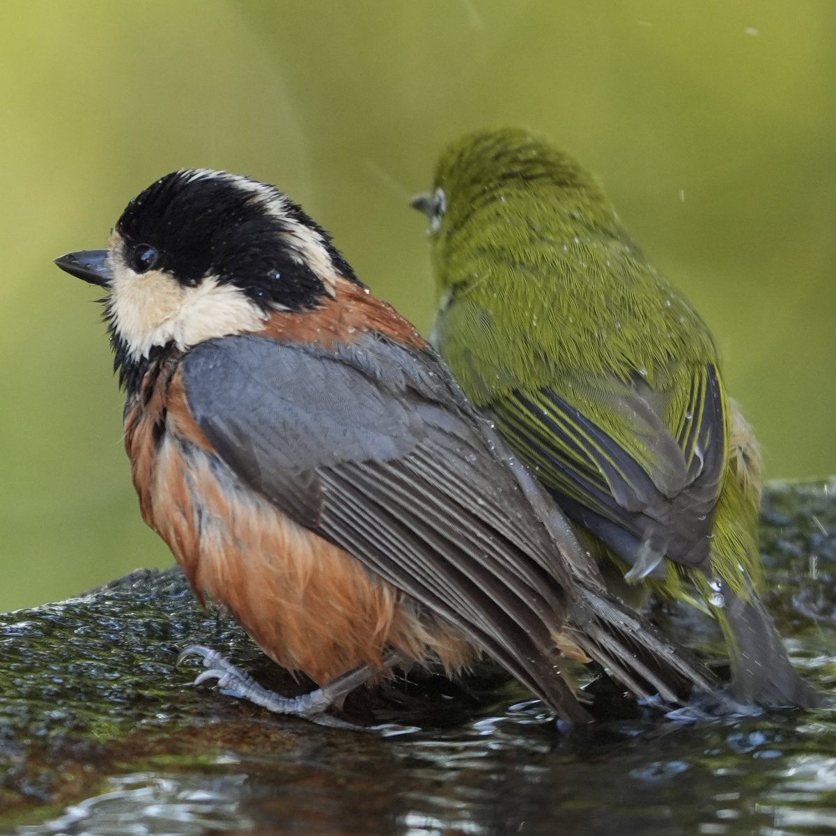 poccali's tweet image. 異種間なかよしよいぞー☺️