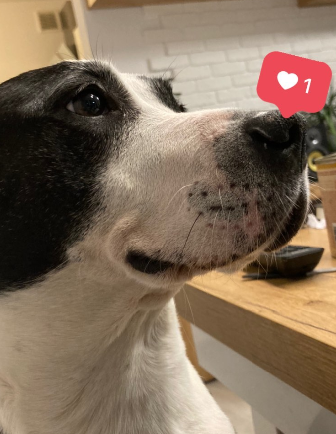 SzJadczak's tweet photo. 🐶🐶🐶 Szczególne podziękowania za pomoc przy powstaniu dzisiejszego tekstu ujawniającego, że hejter @Morgenstern616 to Kamil Rudziński z fundacji założonej przez @LasekMaciej należą się tej uroczej psinie. 
🐶🐶🐶Niestety nie wiem, jak się nazywa.
🦴🦴🦴Ale przesyłam jej dziś moc wirtualnych smaczków. 
https://t.co/2tgotOofOC