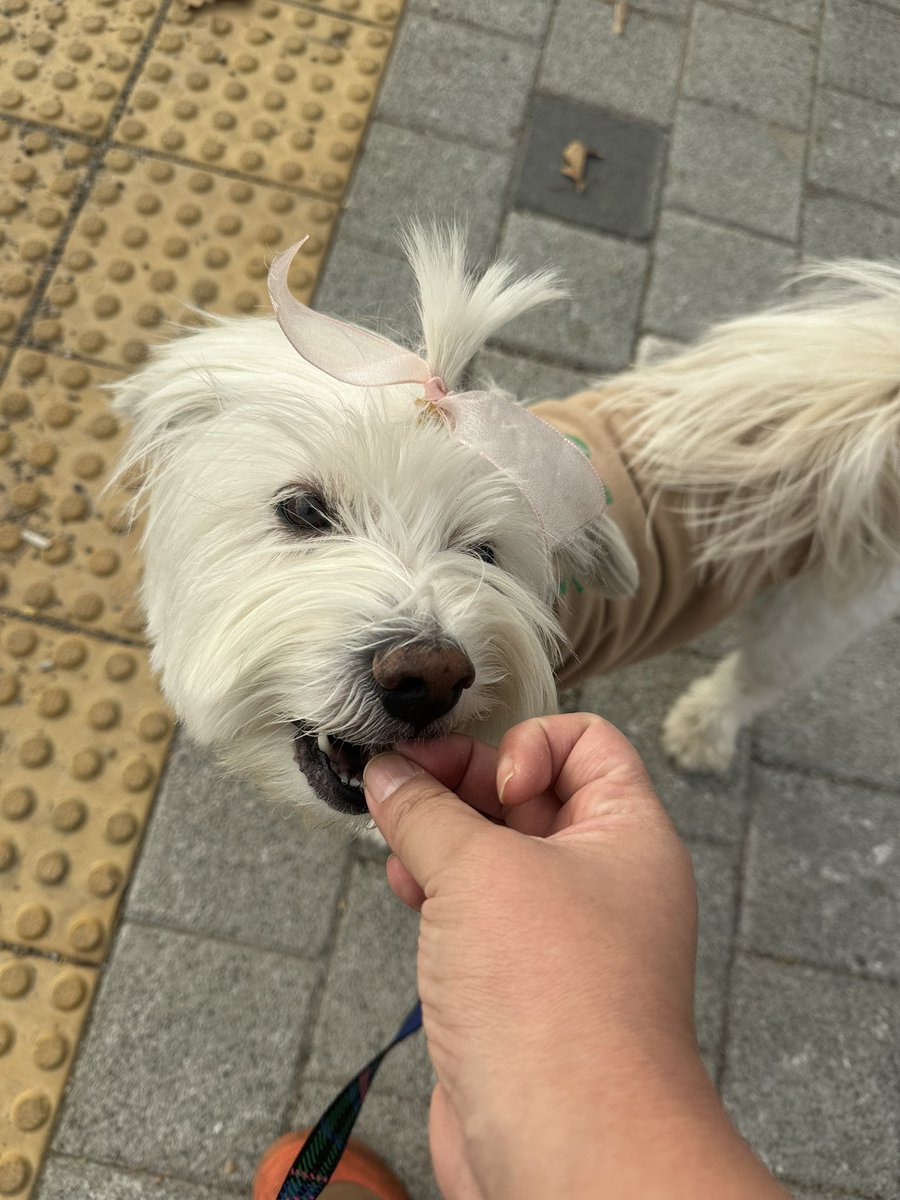 석츄츄는 자본주의 멈이다.
노까까 노똥책.
입에 까까 넣어주고 달래주며 똥책하는 삶.