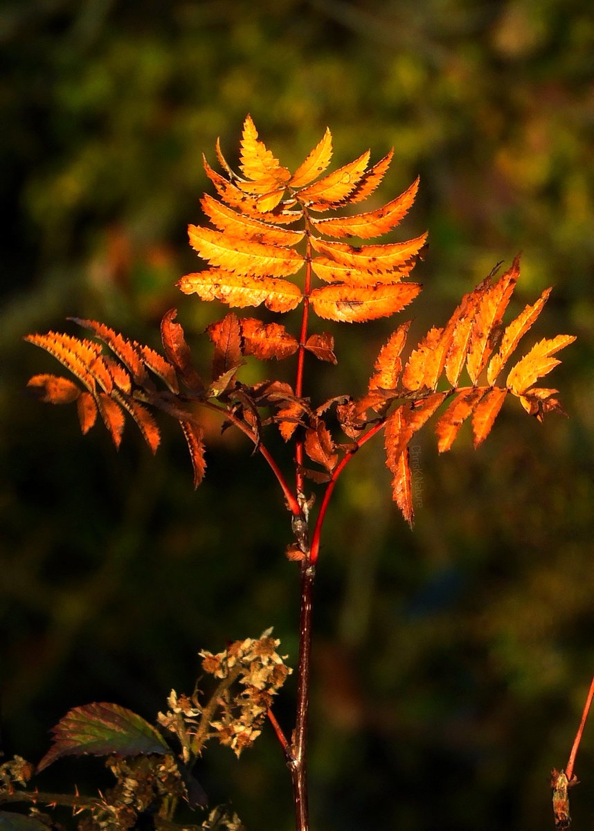 chrisk_nature's tweet image. &apos;Welcome with Open Arms&apos;

#fern #autumnleaves #fall #nature