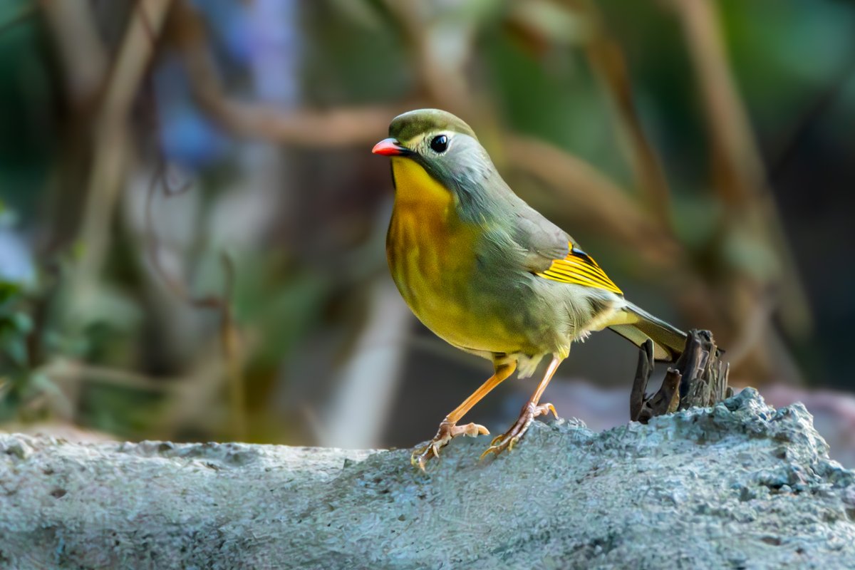 rahul_rajguru's tweet image. Red billed Leiothrix is one of those birds you remember instantly when you see it up close.

The bright red bill gives it the nickname lipstick bird and the name makes sense the moment it turns its head toward the light.