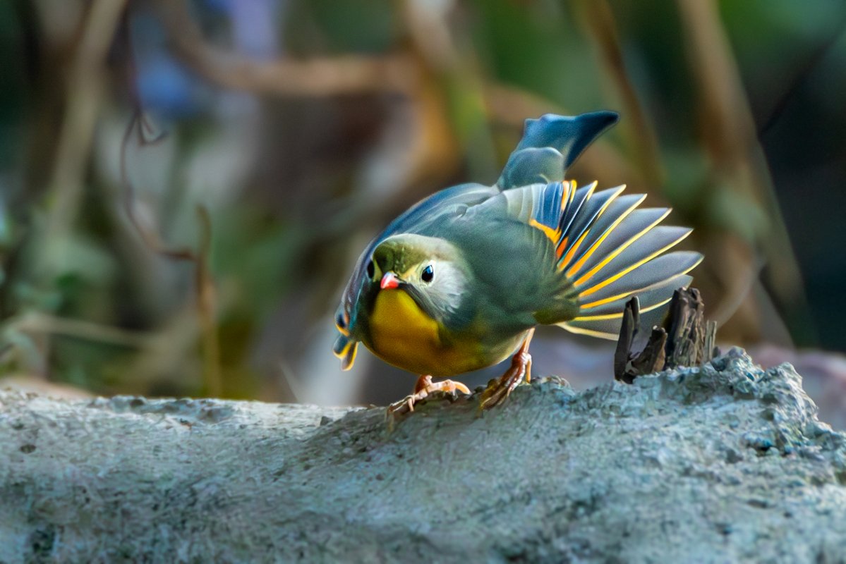 rahul_rajguru's tweet image. Red billed Leiothrix is one of those birds you remember instantly when you see it up close.

The bright red bill gives it the nickname lipstick bird and the name makes sense the moment it turns its head toward the light.