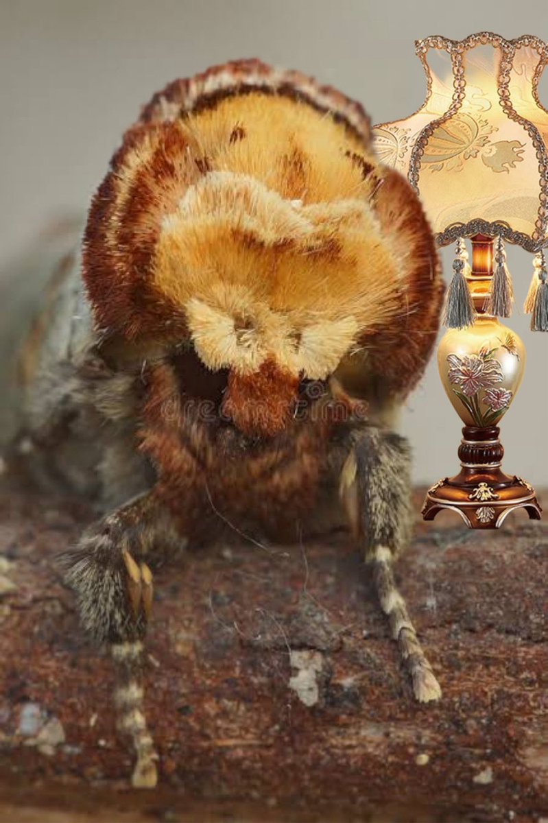 fullydunted's tweet image. Do you even chase LÆMP Anon???

@mothvslamp