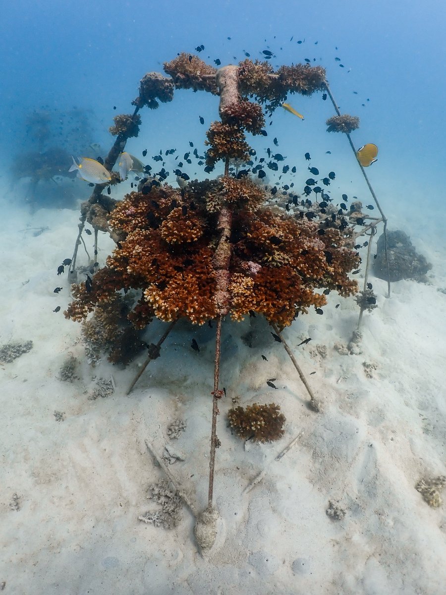 the_funkyturtle's tweet image. Koh Tao has been developing and promoting artificial dive sites for quite a few years. They provide alternative dive sites and underwater attractions for divers, but are also important for scientific research. thefunkyturtle.com/conservation/m… #Reef #Artificial #Ecokohtao