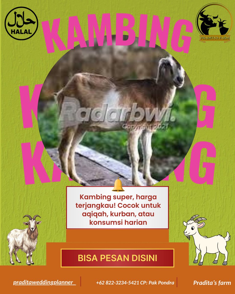 Praditas_Farm's tweet image. 🐄 Sapi limousin impor: Daging iga untuk sup bening hangat keluarga! Pradita's Farm, zero antibiotik.

Jl. Medayu Utara Gg XXVII No, 4 Rungkut Surabaya

Contact Person: 0822-3234-5421
#IgaSapi #PraditasFarm #SupBening