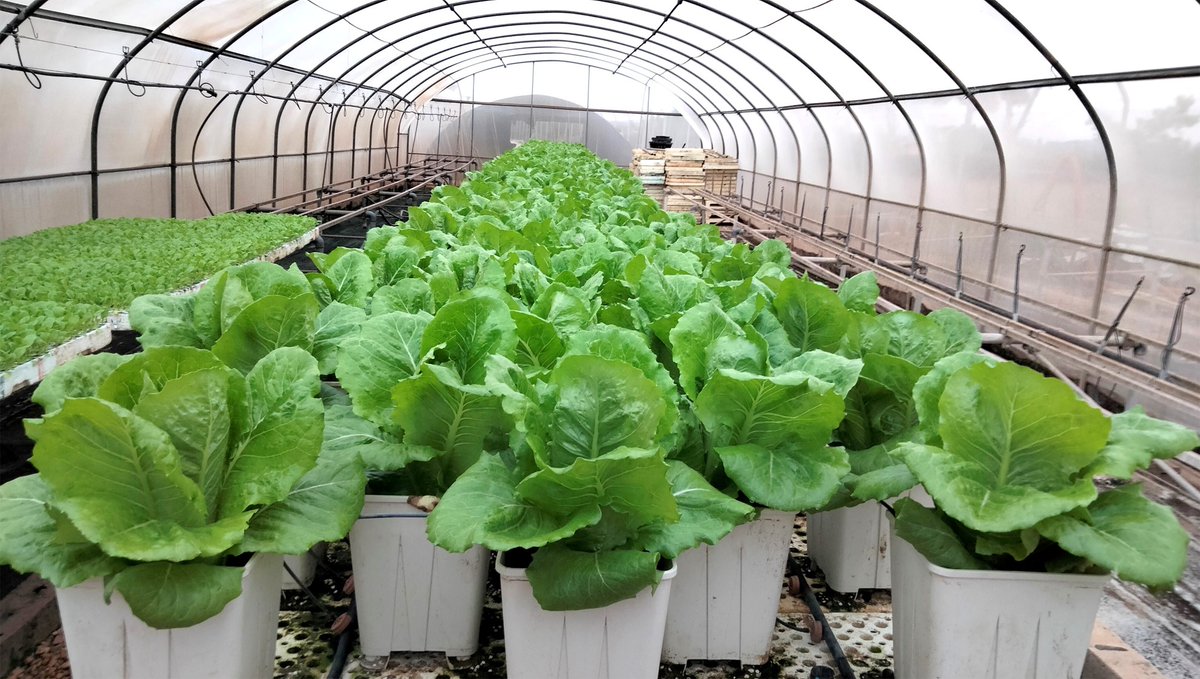 CSIC's tweet image. 🌱Existen microorganismos que viven en la parte comestible de hortalizas como las lechugas y los tomates

🦠La combinación de #bioestimulantes y estrés salino controlado mejora estos microbios

🔬Es el principal resultado de un estudio del @IBMCP 👉tiny.cc/s2jv001