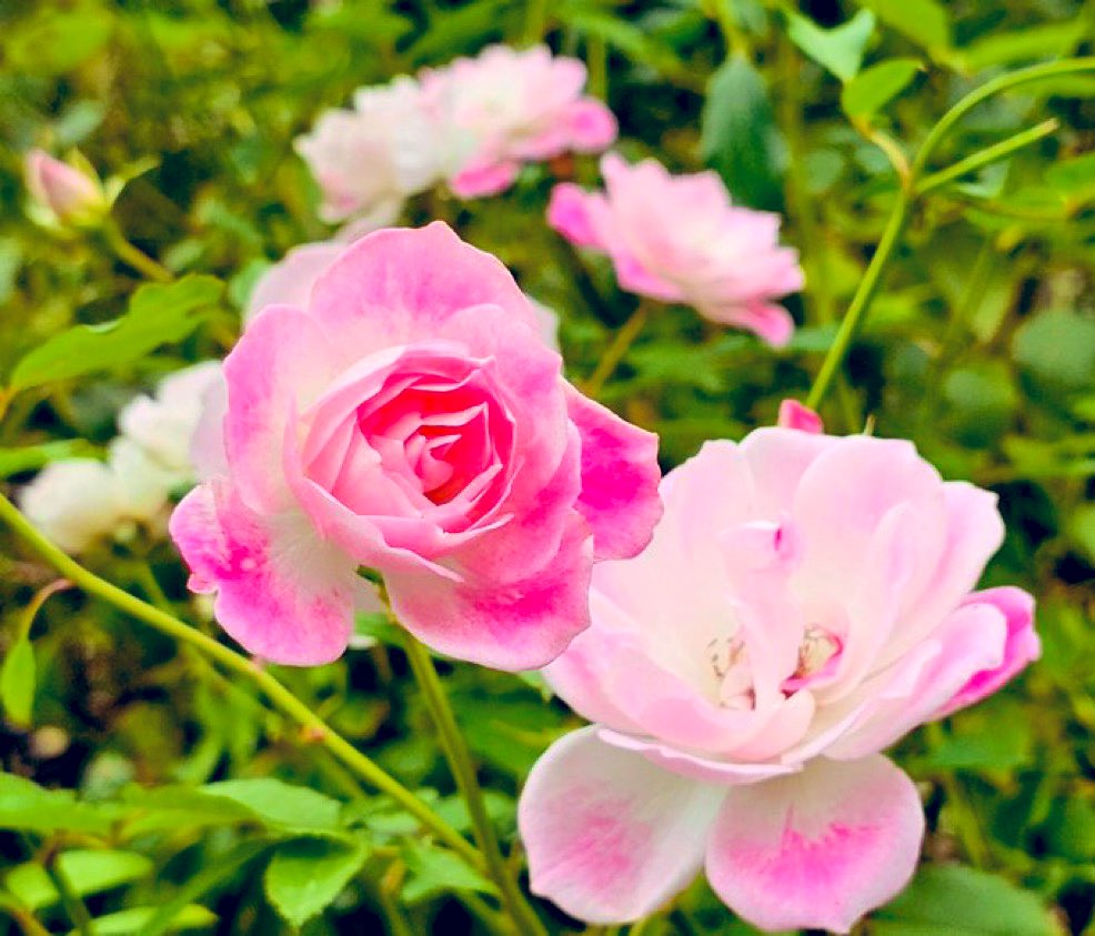 ☘️琴音 (@Agp4WVhG5f7J4n9) / Posts / X