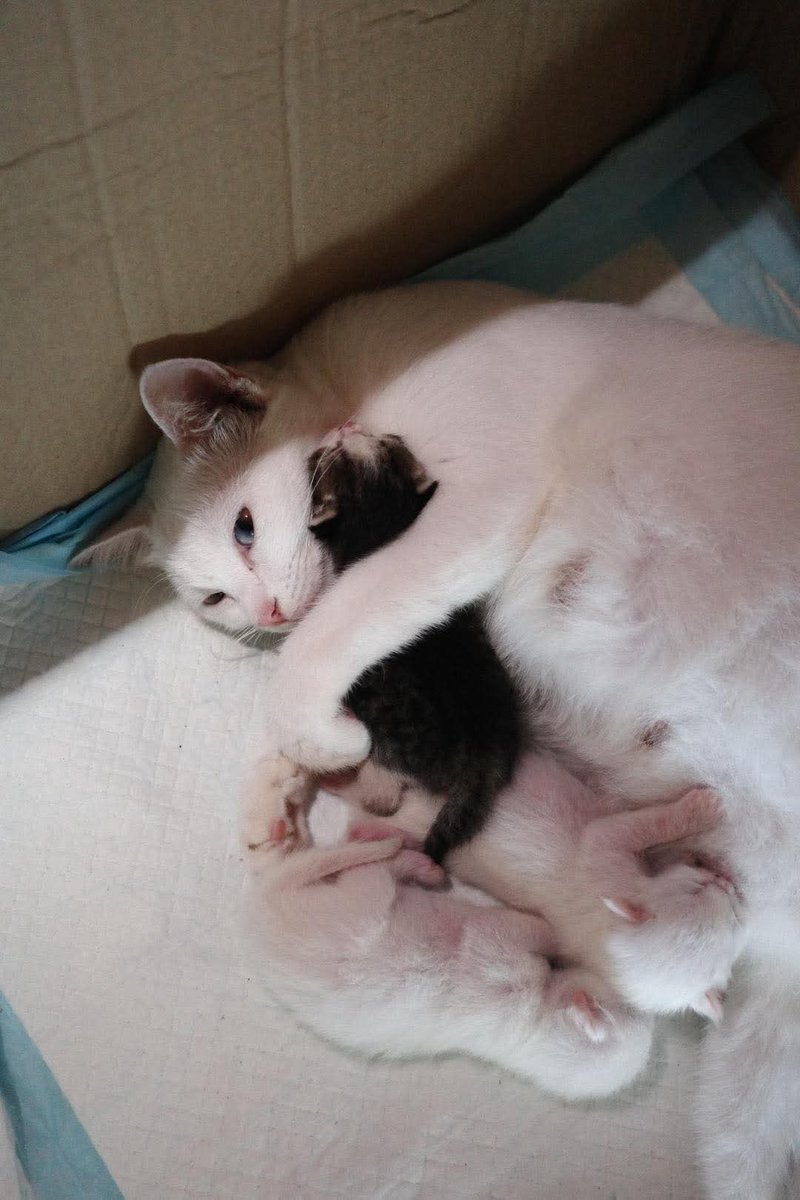 mynameisnan94's tweet image. น้ำท่วมถึงชั้น 2 แล้ว มีแมวเพิ่งคลoดลูกติดอยู่ที่บ้านหลังนี้!!! ตอนนี้ไม่มีทั้งน้ำหรืออาหารเลย
⚠️ขอความช่วยเหลือค่ะ ลูกสาวลูกเขย ว่ายน้ำไม่เป็น ติดอยู่ในบ้านกับลูกแมวเพิ่งคลอด อีก 5 ตัว ตอนนี้ระดับน้ำท่วมเกือบถึงชั้น 2 ต้องการอพยพ รวมทั้งคนในละแวกนั้นด้วยค่ะ…