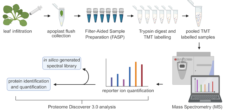 bioprotocolbyte's tweet image. Quantitative Analysis of the Arabidopsis Leaf Secretory Proteome via TMT-Based Mass Spectrometry:bio-protocol.org/en/bpdetail?id…

Work by Sakharam Waghmare etal. at University of Glasgow.

#LifeSciences #Reproducibility #PlantScience