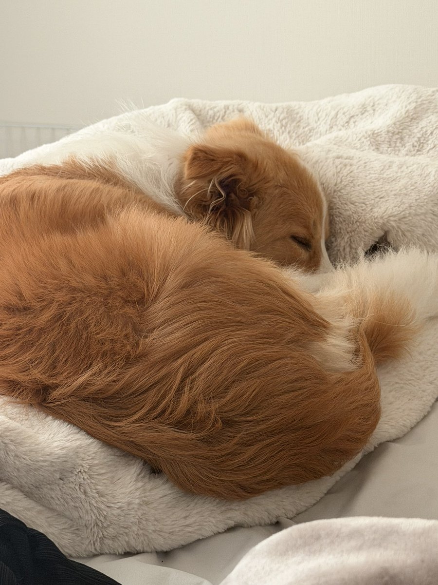 最近ベッドがお気に入りらしいです☺️