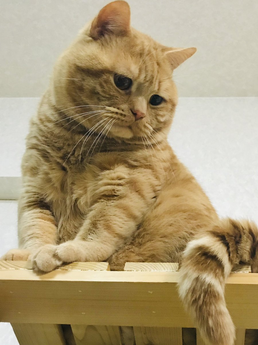 kiko11232015's tweet image. ボクの監視業務は完璧にゃんだ😾
度重なるお留守番は許さにゃい🙀

#困り顔のアランくん #cat #cats #kittycat #catlover #catlovers #catstagram #ilovecat #scottishfold #kitten