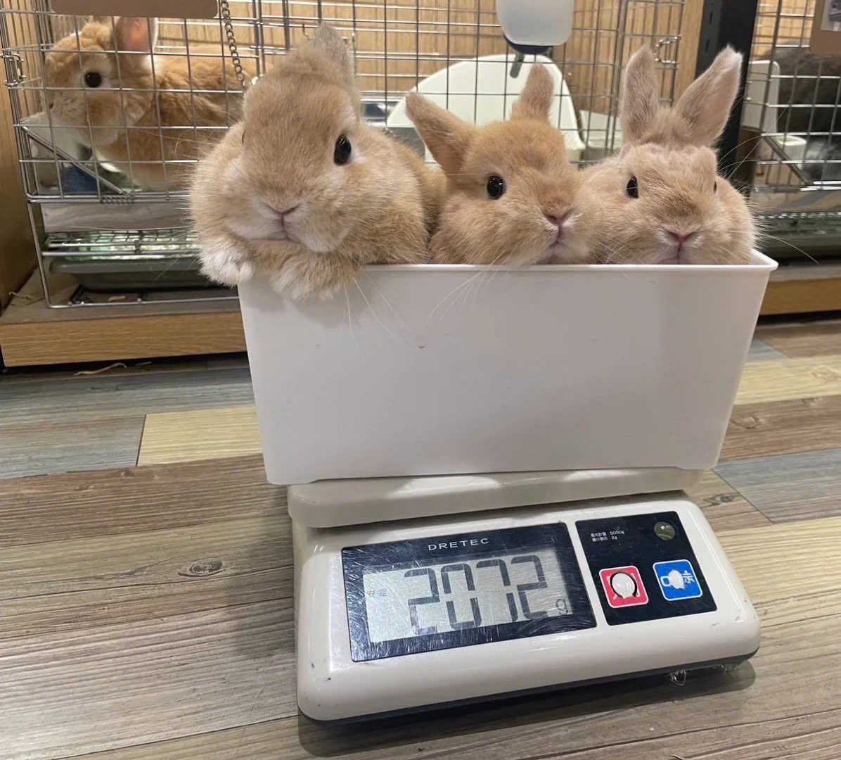 ShouldHaveRabit's tweet image. 