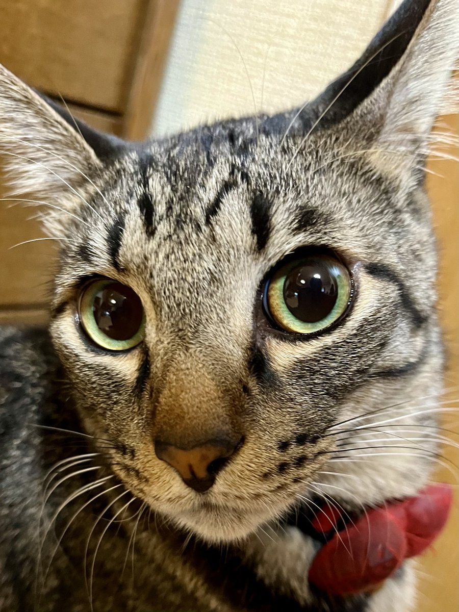 hmm139's tweet image. 美猫(今日も親バカ)