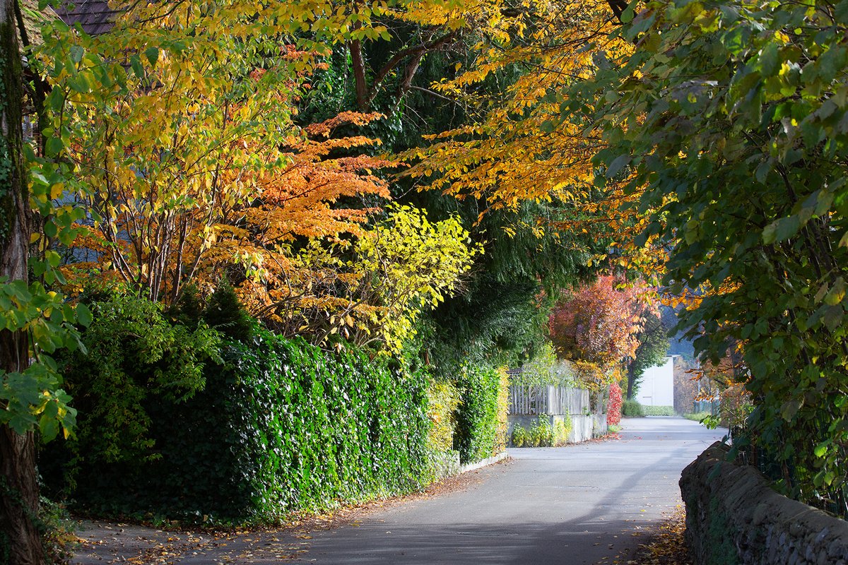 Conrad Amber tweet media