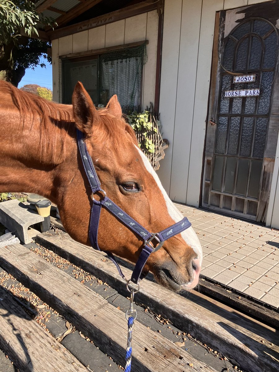 すあま@愛馬ルミといっしょ (@jvLVe1HRZDFTYu1) / Posts / X