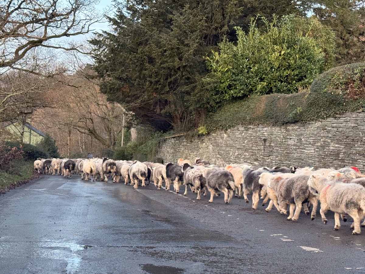 Repatriating a community defibrillator in Cumbria be like…😍