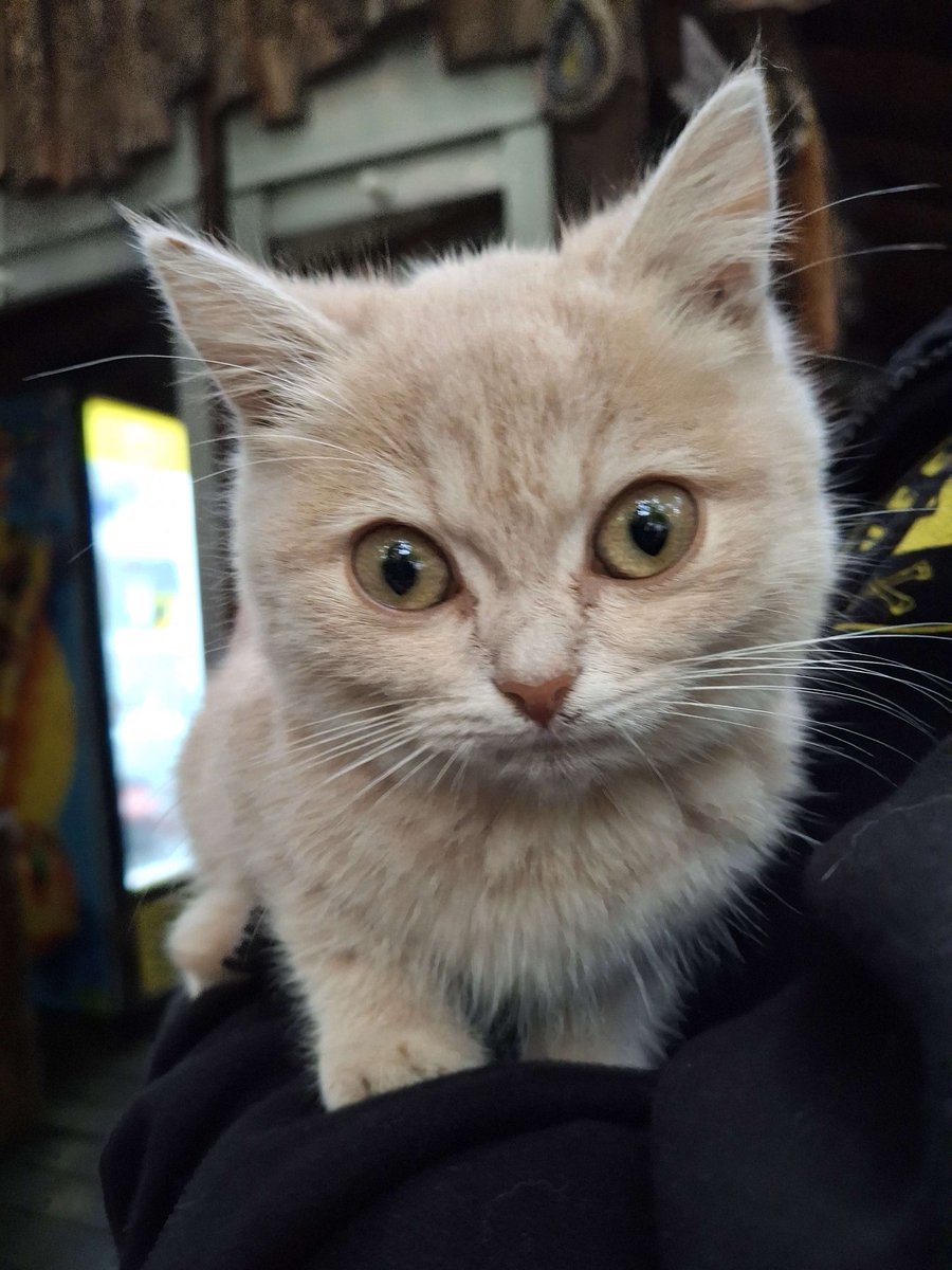 UnitOrange's tweet image. Look at me, I’m almost an Orange Unit!  Give me a few more weeks though to get the proper tint.