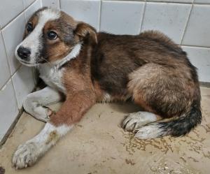 siba4884's tweet image. 🆘️保健所収容情報です｡

周南市健康福祉センターに収容されているメスの雑種犬になります。皆さまのご協力宜しくお願い致します。 
pref.yamaguchi.lg.jp/site/doubutuai…