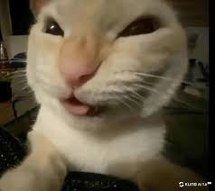 lz_bear's tweet image. and I won’t even need to sensor it. muehehe!