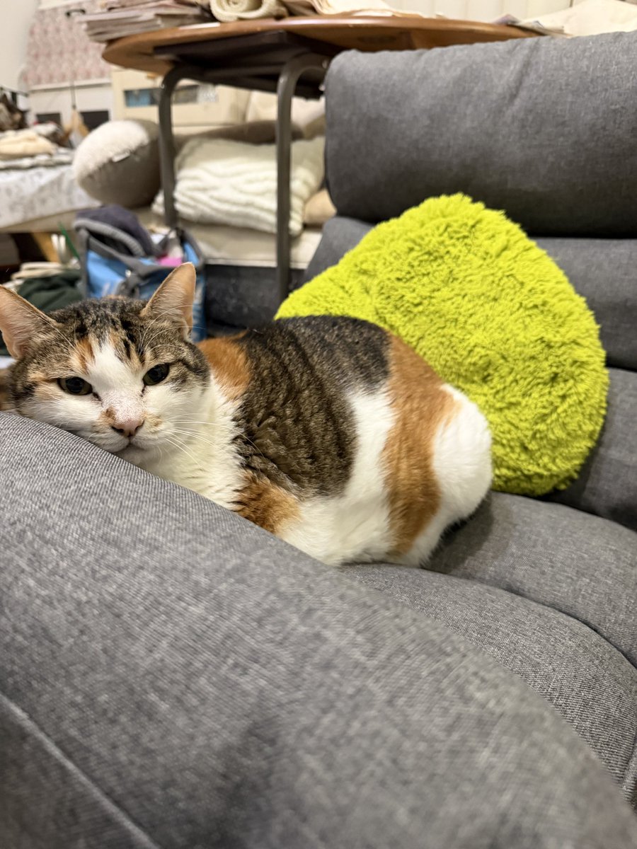 zx7505 @UmzTymz2020 絶対譲らん！って感じです🤣🩷