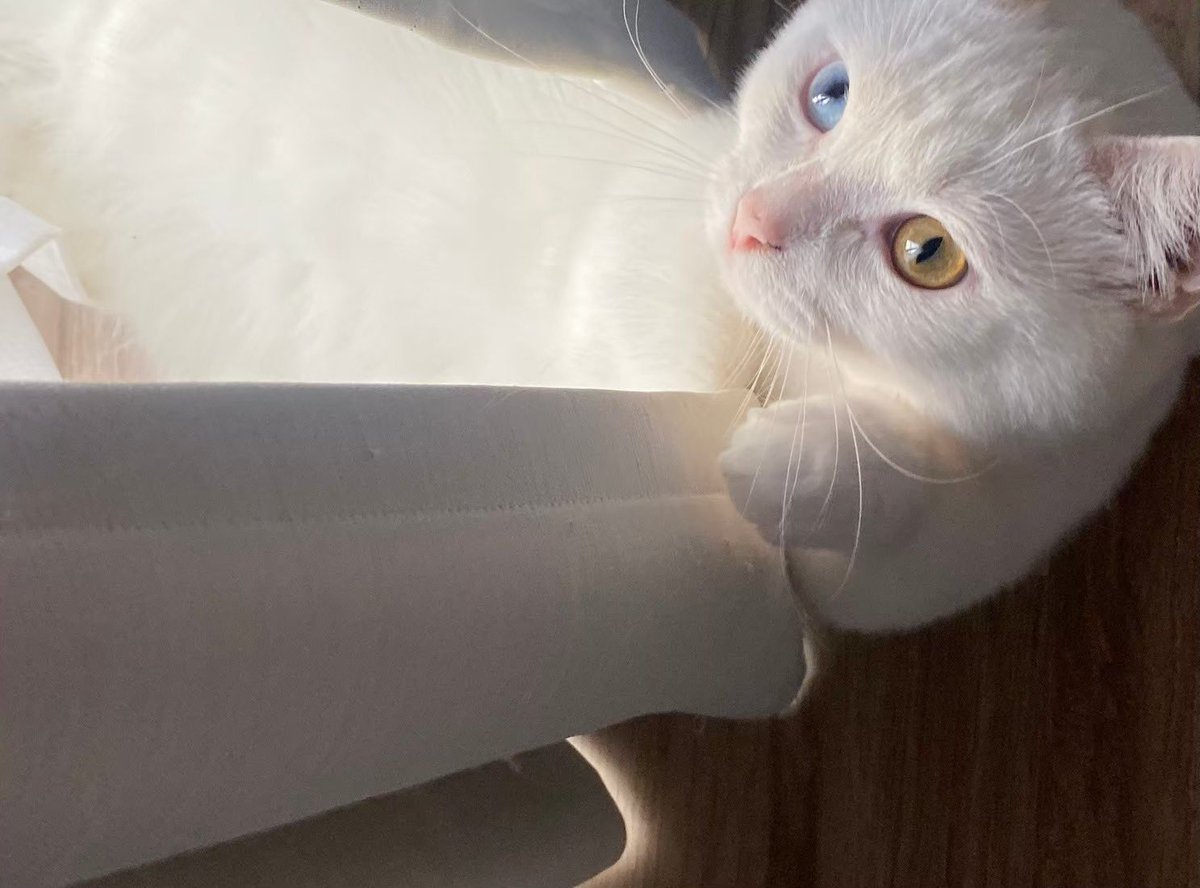 Sou (@Nico_nico_Sou) / Posts / X