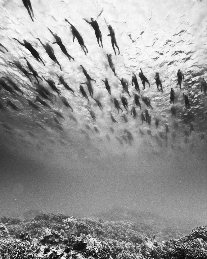 Swimming Together 
Joshua Lambus photography.